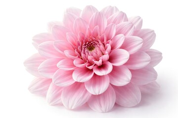 Fototapeta premium High magnification photograph of a pink floral bloom on plain white