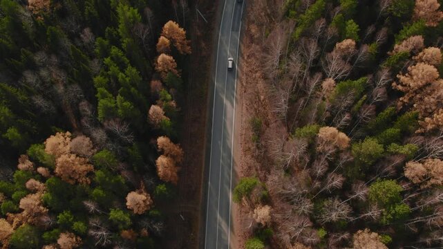 Drone view of a curving asphalt road cutting through mixed conifer and deciduous forest in the Ural Mountains, Russia, in early spring with bare trees and evergreens