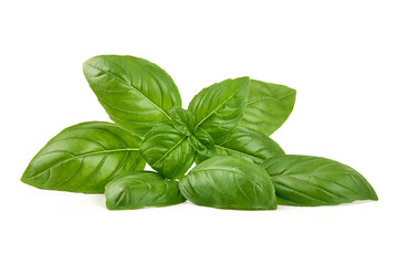 Fototapeta na wymiar Fresh Basil leaves, isolated on white background