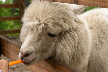 Fototapeta premium Alpaca Eating Carrot from Hand at Farm