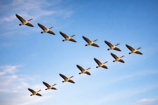 Group of wild geese in coordinated V flight formation across blue sky