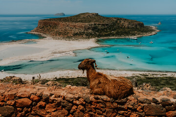 Laguna Balos i koza © Katarzyna