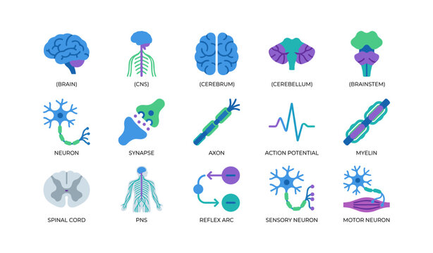 Neuroscience icons showing brain regions and neural components