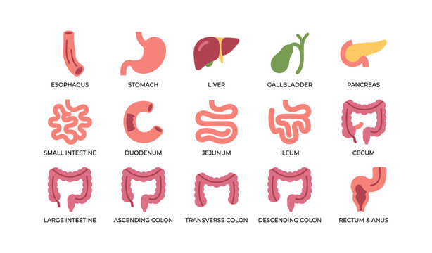 Digestive system organs illustrated in labeled grid on white