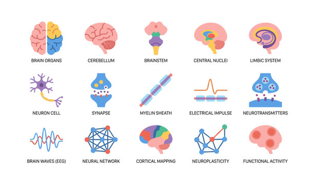 Brain and neural system icons arranged on white background