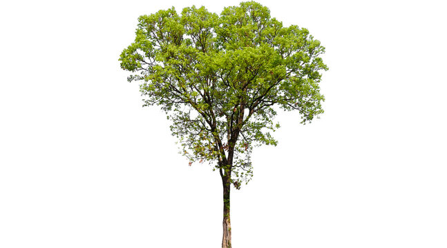 tree, green tree, tall tree, green, tree png  isolated on transparent background, 