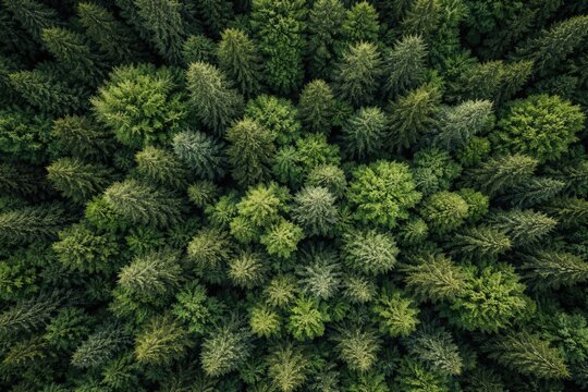 forest treetops aerial shot highlighting dense green canopy and textured background