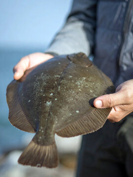 A person holds a flatfish in their hands. The fish is dark brown and appears to be freshly caught.