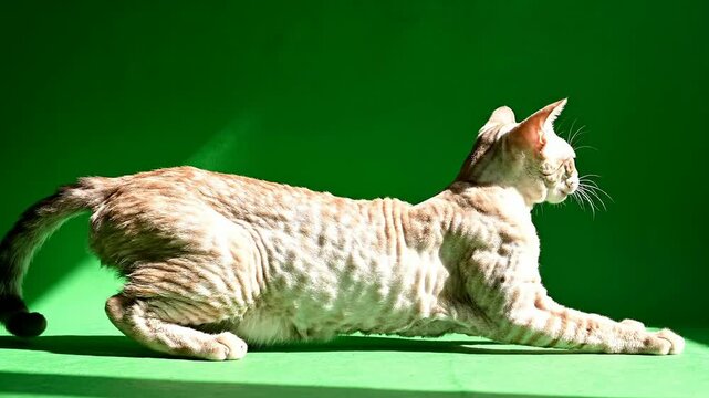 Playful Cat Stretching and Preparing to Pounce on a Solid Green Background