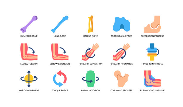 Elbow anatomy and movement icons on white medical background