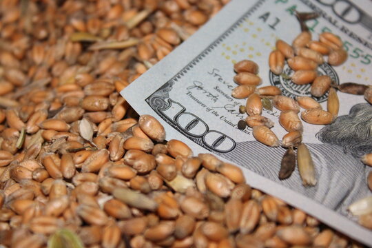 One hundred dollar bill resting in a pile of harvested wheat grains. Concept of global grain prices and food value with US currency
