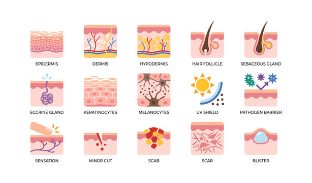 Skin anatomy and wound icons arranged in grid on white background