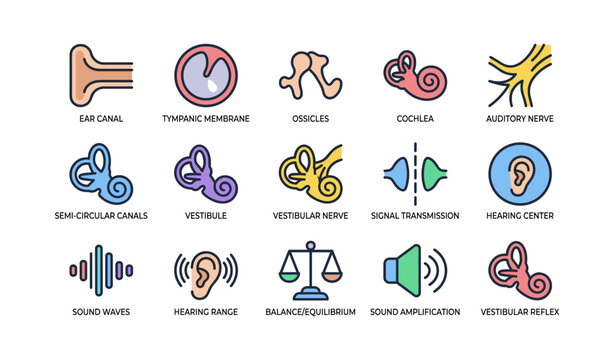 Ear anatomy icons showing hearing and balance structures on white