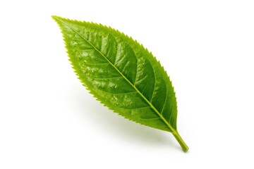 Fototapeta premium Close up of a vibrant green tea leaf on a stark white backdrop