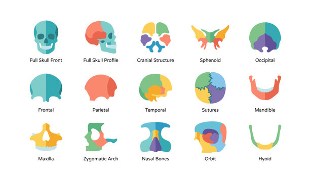 Cranial bone diagrams and skull part icons on white background
