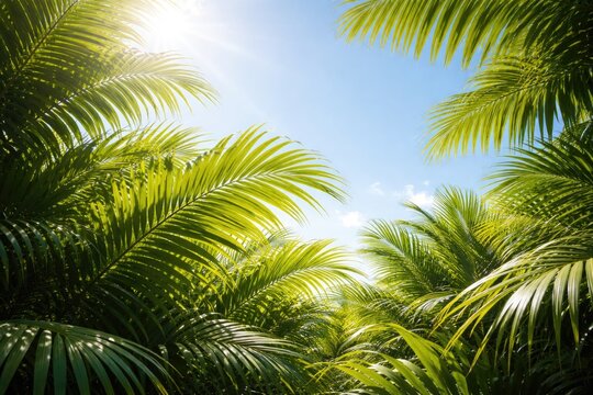 Natural botanical background of palm leaves with sunlight and clear blue sky copy space