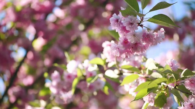 Japanese Sakura blossom background - Branches in full bloom with pink flowers blooming and swaying in the wind - Spring flowering cherry tree nature landscape.