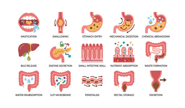 Human digestion icons showing stages of intestinal processing
