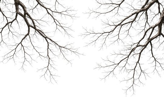 Naked tree branches displayed on a pure white background