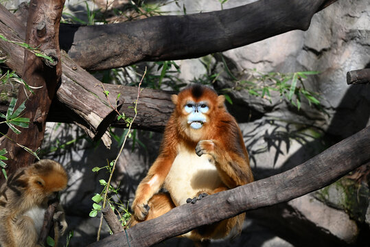 a golden snub-nosed monkey with blue face sitting on the branch in sunny day