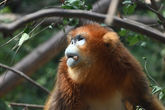 side profile of a golden snub-nosed monkey with blue face in the zoo