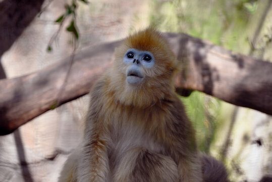 a cute golden snub-nosed monkey look up in the zoo