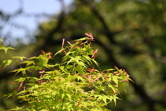 close up red Samaras of green Acer palmatum in sunny day 