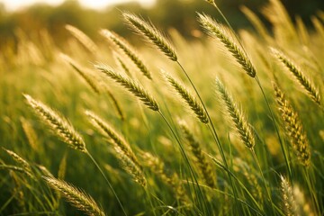 Fototapeta premium Close-up of lively wild rye grass on a sunny summer day for nature themed backgrounds