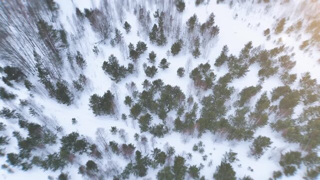 Top down aerial drone footage of winter taiga with pine and spruce trees on fresh snow, remote wilderness landscape in the Ural Mountains, Russia, in cold daylight