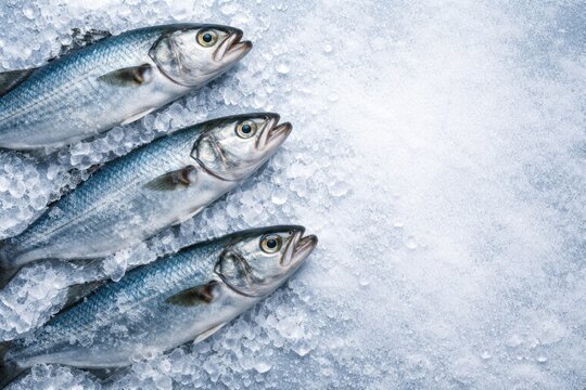 Top perspective of fresh blue Pomatomus saltatrix fish on frosty surface featuring copy space