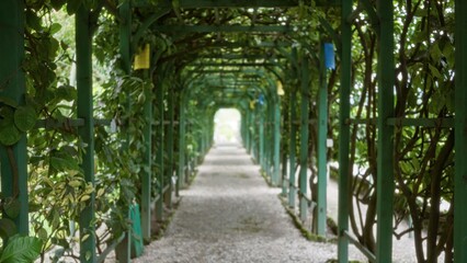 Fototapeta premium Green pergola walkway with defocused trellis and shallow bokeh over a gravel path garden; background backplate copyspace calm.