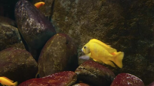 Close up shot of a Melanochromis auratus, also known as a Golden Cichlid and  Mbuna Cichlid, swimming gracefully in a freshwater aquarium.