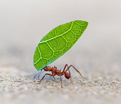 Close-up of Leaf-cutter ant (Acromyrmex sp.) carrying leaf at Botanical Garden of Deshaies - Caribbean island Guadeloupe