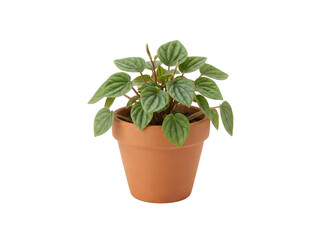 Fototapeta premium Mini-Peperomia caperata