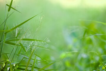 Fototapeta premium Close-up view of fresh green grass and wild plants with soft sunlight and blurred bokeh background. Natural outdoor scene with calm and peaceful atmosphere,