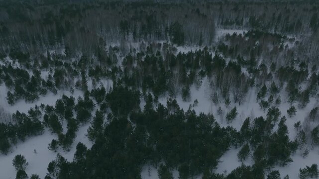 Drone footage of a snowy mixed forest with pine and birch trees in winter, creating a cold northern landscape atmosphere in the Ural Mountains, Russia
