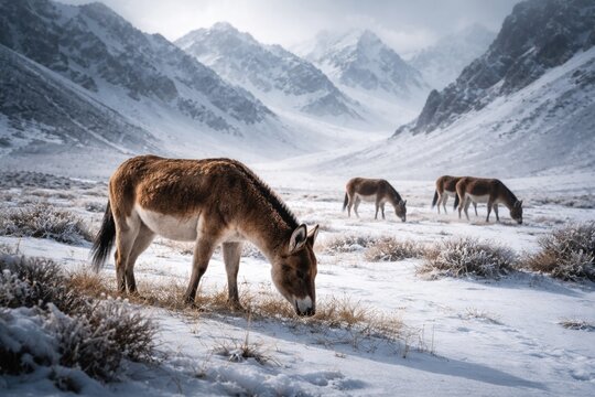 Wild kiang grazing near mountain snowfield on cold winter day