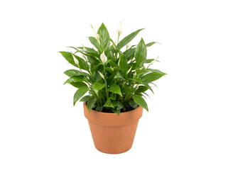 Naklejka premium Mini-Spathiphyllum