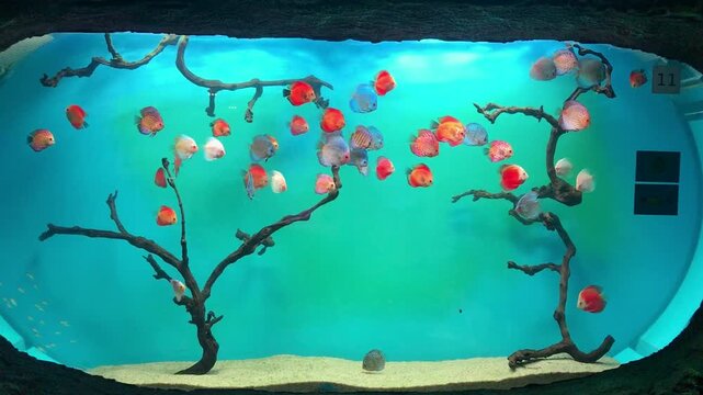 A flock of colorful discus in a modern, minimalist-designed panoramic aquarium.
