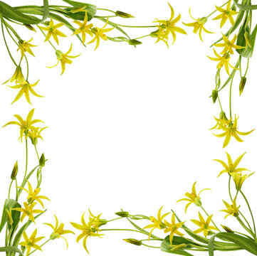 Yellow Gagea lutea flowers, bud and leaves in a floral frame isolated on white or transparent background