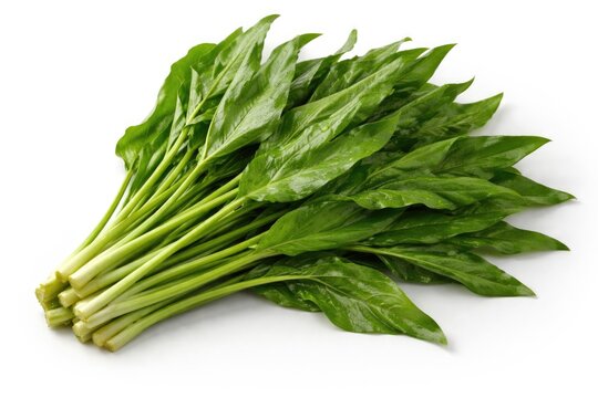 Green Genjer vegetable leaves arranged on a plain white surface