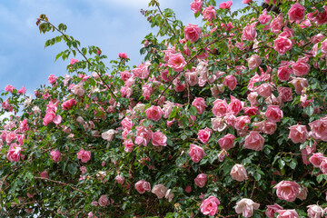 Obraz premium Pink climbing roses blooming against blue sky