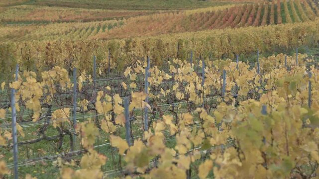 Champagne vineyard in France with autumn colors
