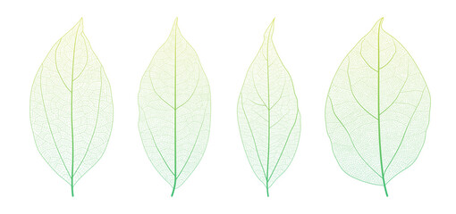 Obraz premium Plant leaf vein anatomy reveals intricate networks and cellular texture vector illustration set. Macro closeup of organic botanical pattern with geometric skeleton structure and natural design element