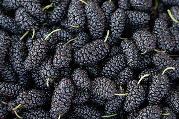Fresh black mulberries displaying healthy ripe fruit background © zhikun sun