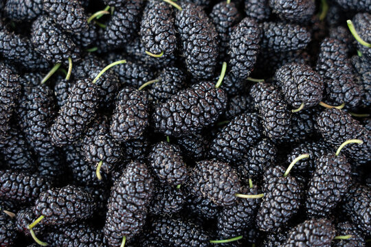 Fresh black mulberries displaying healthy ripe fruit background
