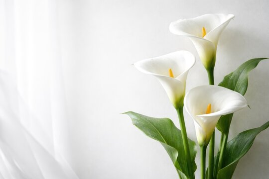 Stylish white backdrop showcasing elegant calla lilies and copy space