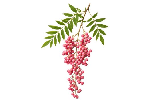 Single pink pepper tree twig isolated on bright white backdrop