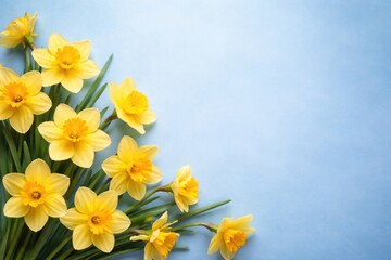 Fototapeta premium Cheerful yellow daffodils displayed on a calm blue background including space for text