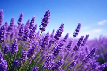 Fototapeta premium Lavender flowers in sharp focus against a vivid blue sky reflecting relaxation